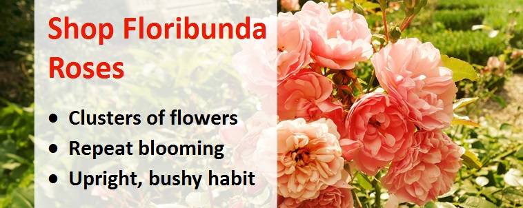 Shop for floribunda roses banner 5